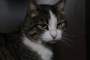 Image-preview_300x200