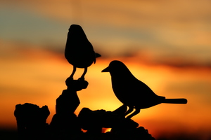 Image-preview_300x200