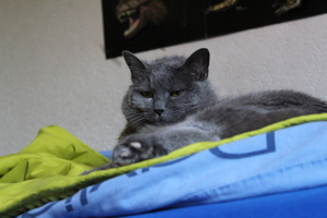 Image-preview_300x200