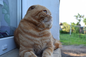 Image-preview_300x200