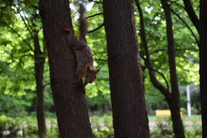 Image-preview_300x200