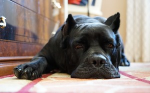 Image-preview_300x200