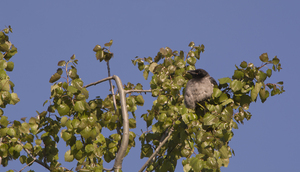 Image-preview_300x200