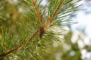 Image-preview_300x200