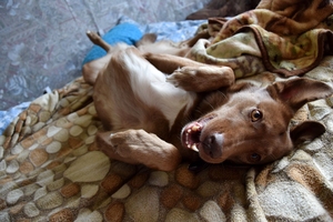 Image-preview_300x200