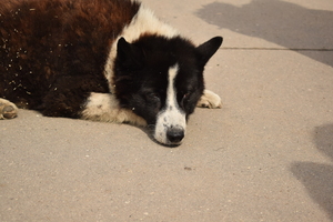 Image-preview_300x200