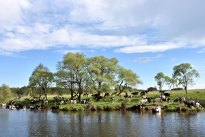 Image-preview_300x200