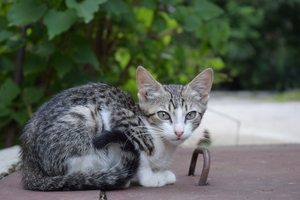 Image-preview_300x200