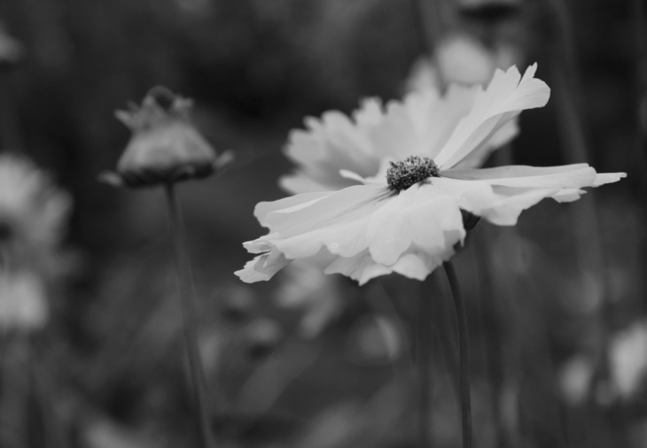 Image-normal