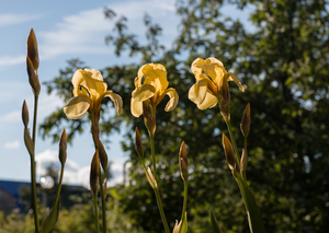 Image-preview_300x200