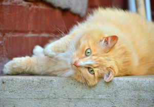 Image-preview_300x200