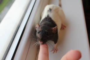 Image-preview_300x200