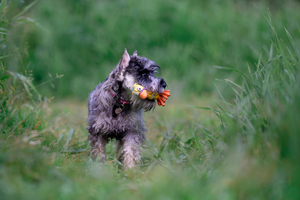 Image-preview_300x200