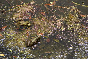 Image-preview_300x200