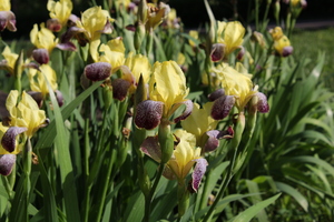 Image-preview_300x200