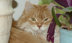 Image-preview_300x200