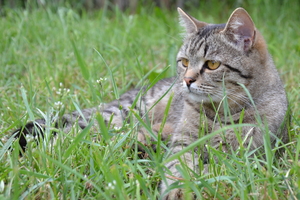 Image-preview_300x200