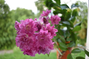 Image-preview_300x200