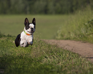 Image-preview_300x200