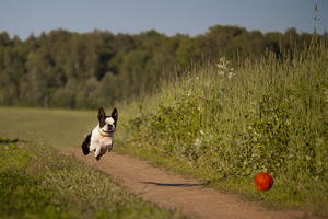 Image-preview_300x200