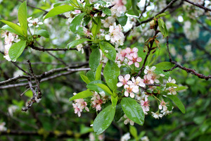 Image-preview_300x200