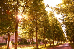 Image-preview_300x200