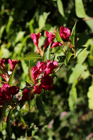 Image-preview_300x200