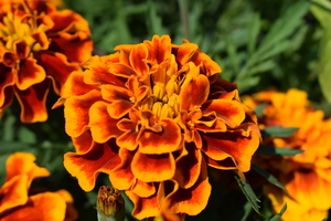 Image-preview_300x200