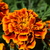 Image-square_50