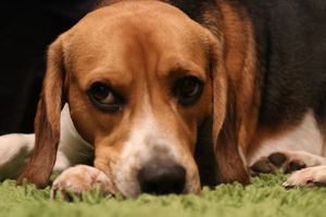 Image-preview_300x200