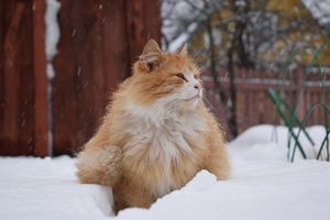 Image-preview_300x200