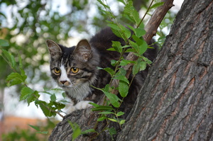 Image-preview_300x200