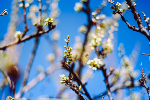 Image-preview_300x200