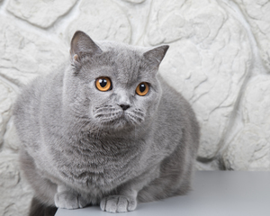 Image-preview_300x200