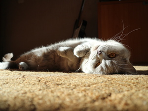 Image-preview_300x200