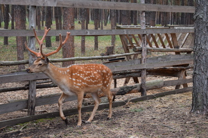 Image-preview_300x200