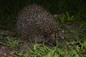 Image-preview_300x200