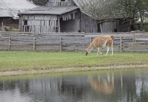 Image-preview_300x200