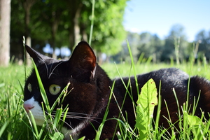 Image-preview_300x200