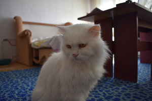 Image-preview_300x200