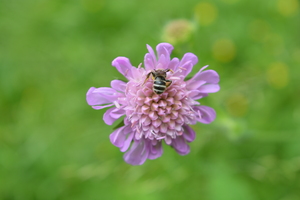 Image-preview_300x200