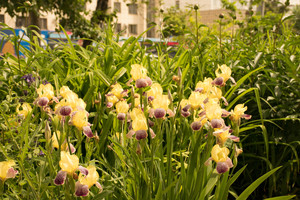 Image-preview_300x200