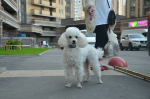 Image-preview_300x200