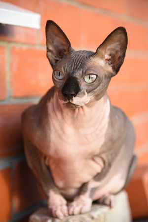 Image-preview_300x200