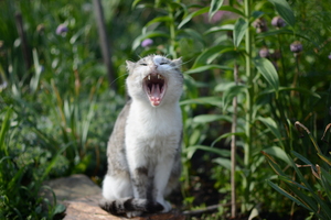 Image-preview_300x200