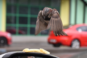 Image-preview_300x200