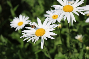 Image-preview_300x200