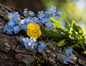 Image-preview_300x200