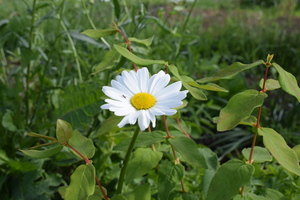 Image-preview_300x200