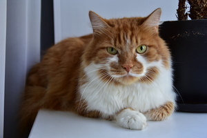 Image-preview_300x200